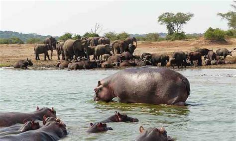 Queen Elizabeth National Park Facts Lodges Map Photos