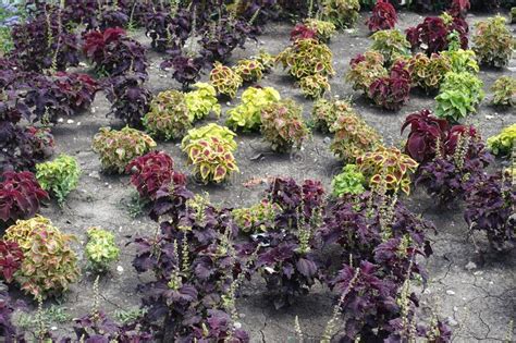 Varios Cultivares De Coleus Scutellarioides Con Follaje Colorido Imagen