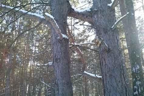Городской бор - Шадринск