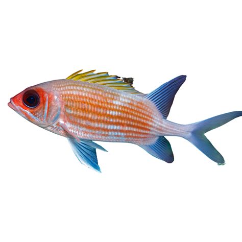 Squirrel Fish For Sale Foxy Saltwater Tropicals