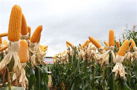 Bagaimana Jagung Berkembang Biak?