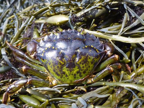 Identifying European Green Crab – Washington Sea Grant