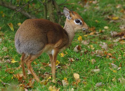 Kirk's Dik-dik | NatureRules1 Wiki | Fandom