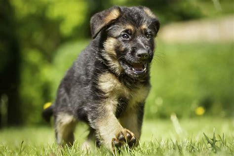 German Shepherd Dog Dog Breed Information