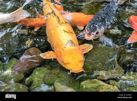 Koi Carp fish in pond Stock Photo - Alamy