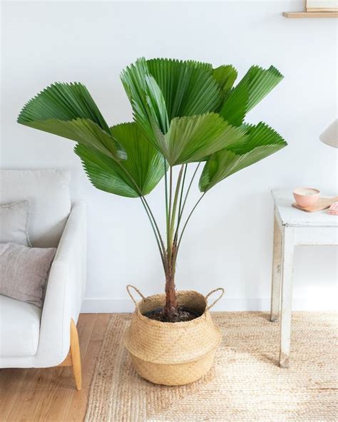 Licuala Ludovic - Livraison plantes d'intérieur et plantes vertes ...