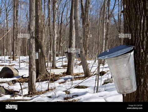 Buckets Collecting Sap From Maple Trees For Production Of Maple Syrup