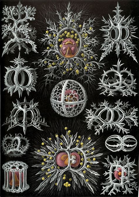 Th Century Biological Illustrations That Still Inspire Scientists And