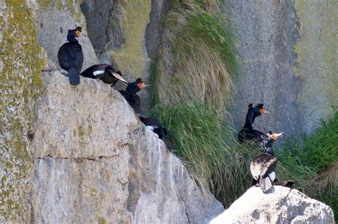 Birds of the Kenai Fjords: Birding Tips and Life List Species - Major ...