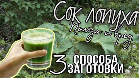Сок лопуха лечебные свойства