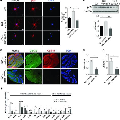 PDF Inhibition Of Gsk3b Reduces Nfkb1 Signaling And Rescues Synaptic