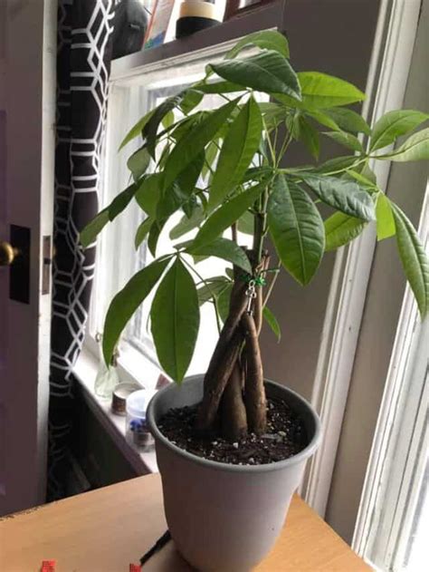 Why Is My Money Tree Dying How To Save It Plants Craze