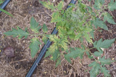 Tomato Mosaic Virus Or Nutrient Defficency The Ethnobotanical