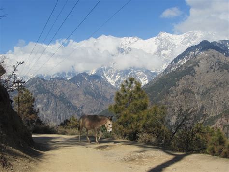 Naddi View Point Dharamshala India Travel Forum