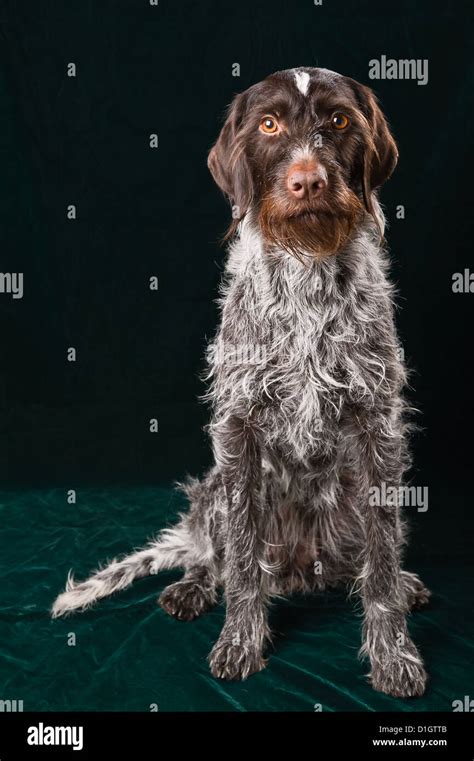 German Wirehaired Pointer Sitting And Stearign Stock Photo Alamy