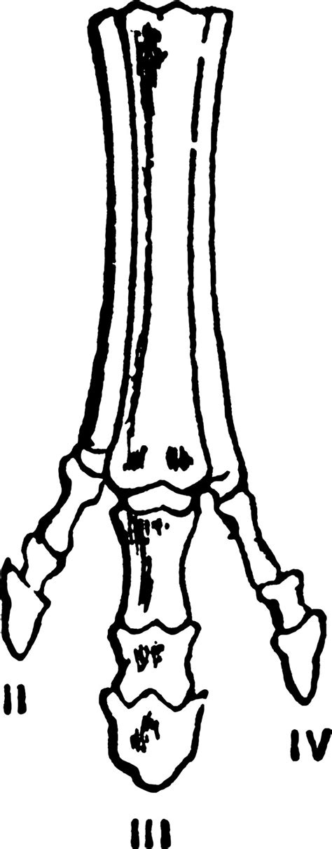 Horse Foot Vintage Illustration 13562681 Vector Art At Vecteezy