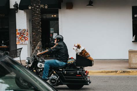 Transportin Perro Para Moto Atelier Yuwa Ciao Jp