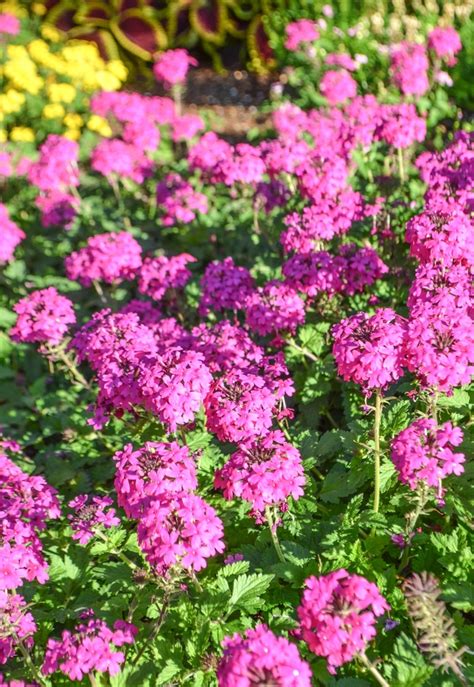 Verbena Peruviana EnduraScape Hot Rose Verbena Garden Center Marketing