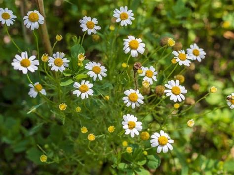 35 Easy To Grow Medicinal Plants To Make Your Own Herbal Remedies