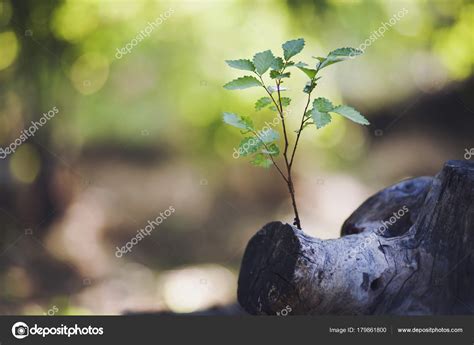 Planta Que Crece De Un Rbol Fotograf A De Stock Tiko