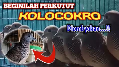 Cara Memilih Perkutut Kolocokro Diombyokan YouTube