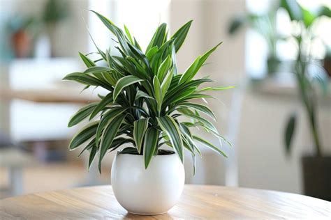 Dracaena O Tronchetto Della Felicit Ecco Come Curare La Pianta Che