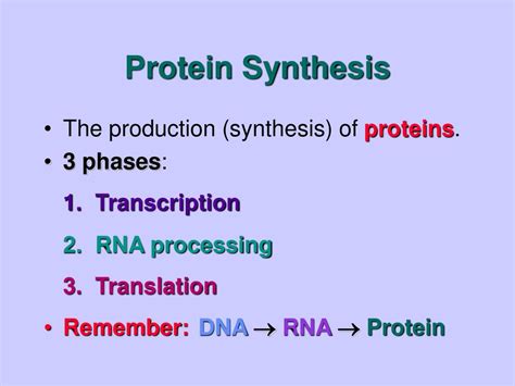 Ppt Protein Synthesis Powerpoint Presentation Free Download Id6350443