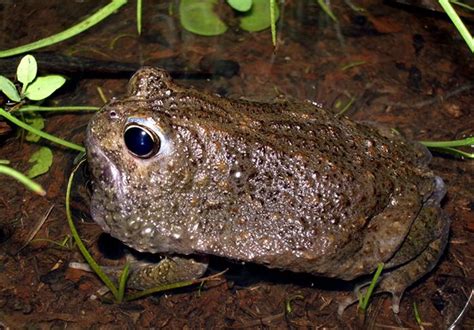 Northern Spadefoot Western Australian Museum