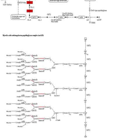 Schematic Diagram Of Arabinogalactan Biosynthesis Pathway In Which