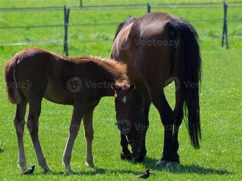 Horse Foal Stock Photos, Images and Backgrounds for Free Download