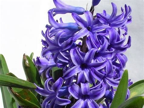 Гиацинт: выращивание, уход и пересадка | Perennials, Flowers, Plants