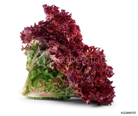 Lettuce Lollo Rosso | Dave's Seed