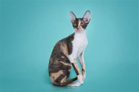 Cornish Rex The Ultimate Guide To Their History Types