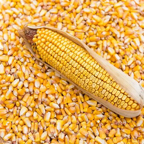 Yellow Corn Rommel Jr