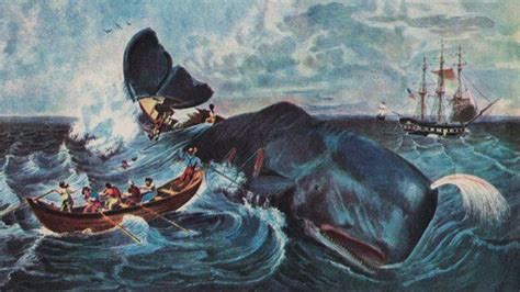 The Real Moby Dick Do Whales Really Attack Humans Bbc News