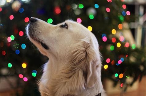 THE INCREDIBLE TRUE STORY OF THE DOG WHO SAVED CHRISTMAS | I Love My ...