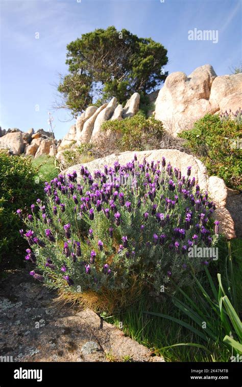 Lavanda Lavandula Stoechas Stock Photo Alamy