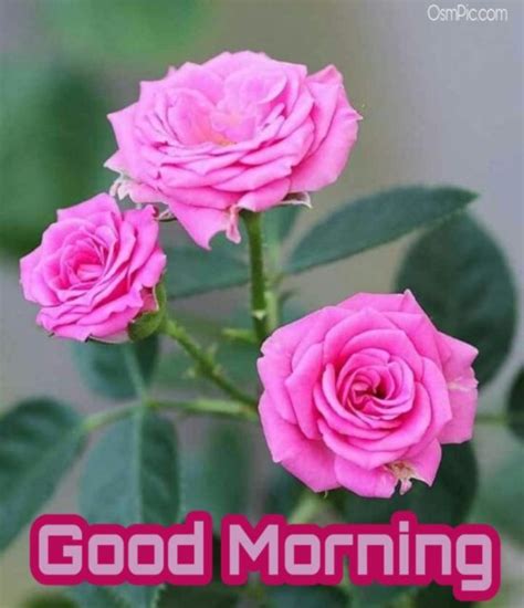 Good Morning Images With Pink Rose