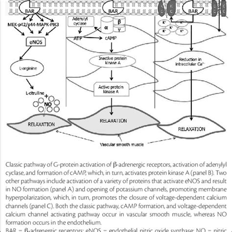 Mechanisms by which-adrenergic receptors promote vasorelaxation ...