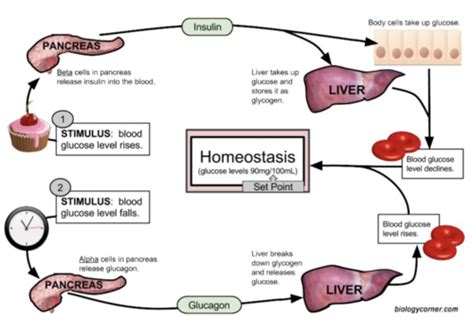 BILD 2 Finalmpare and contrast water-soluble and lipid-soluble hormones by identifying the ...