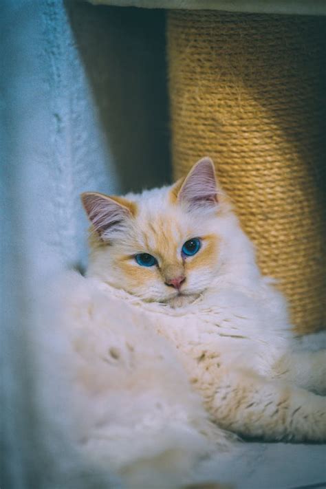 Best Ragdoll Colors And Patterns In 2024 Ragdolllife Magic