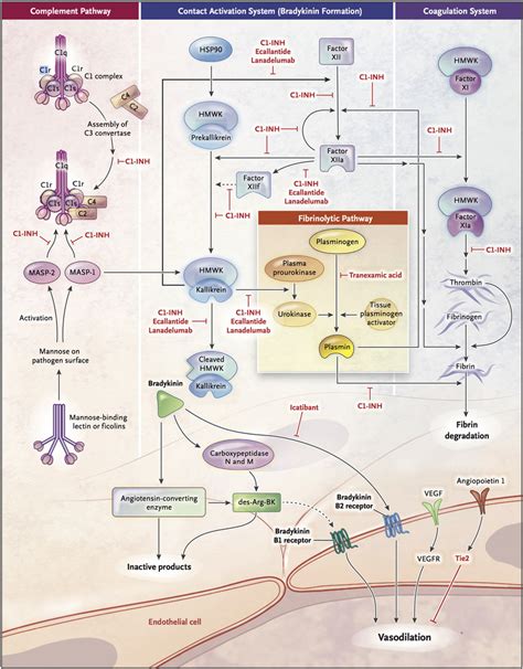 Complement Contact And Fibrinolytic Systems In Hereditary Angioedema