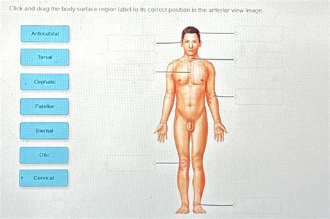 Solved Click And Drag The Body Surface Region Label To Its Chegg