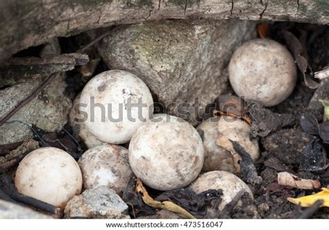 Snapping Turtle Egg Nest Over 82 Royalty Free Licensable Stock Photos