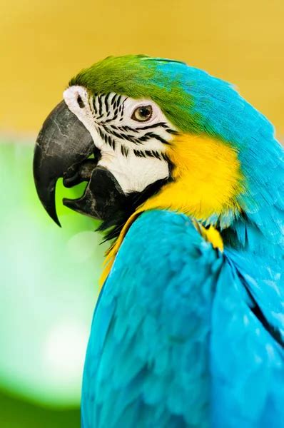 Exotic Colorful African Macaw Parrot Stock Photo Anna Om 9789967