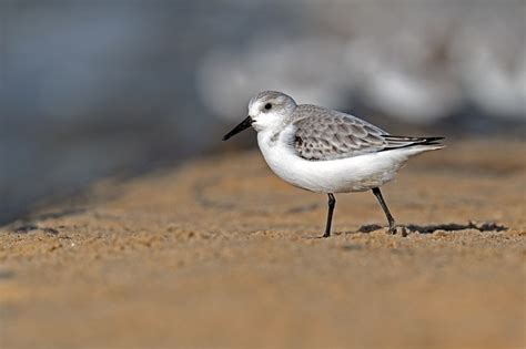 70 Kostenlose Sanderling Und Natur Bilder Pixabay