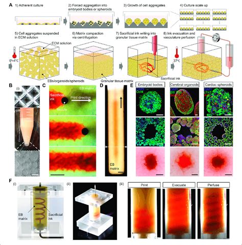 Printing Of Highly Vascularized Tissues With High Cell Density A