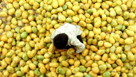 Pakistan expected to export 100,000 metric tonnes mangoes