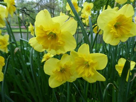 Split Cupped Collar Daffodil Narcissus Curly Lace In The Daffodils