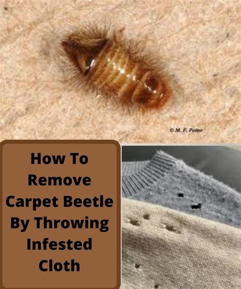 How To Remove Carpet Beetle By Throwing Infested Cloth Removing